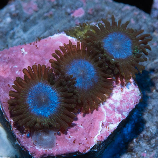 SBM Zoanthus Blue Tubs