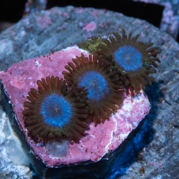 SBM Zoanthus Blue Tubs