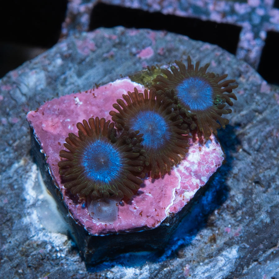 SBM Zoanthus Blue Tubs