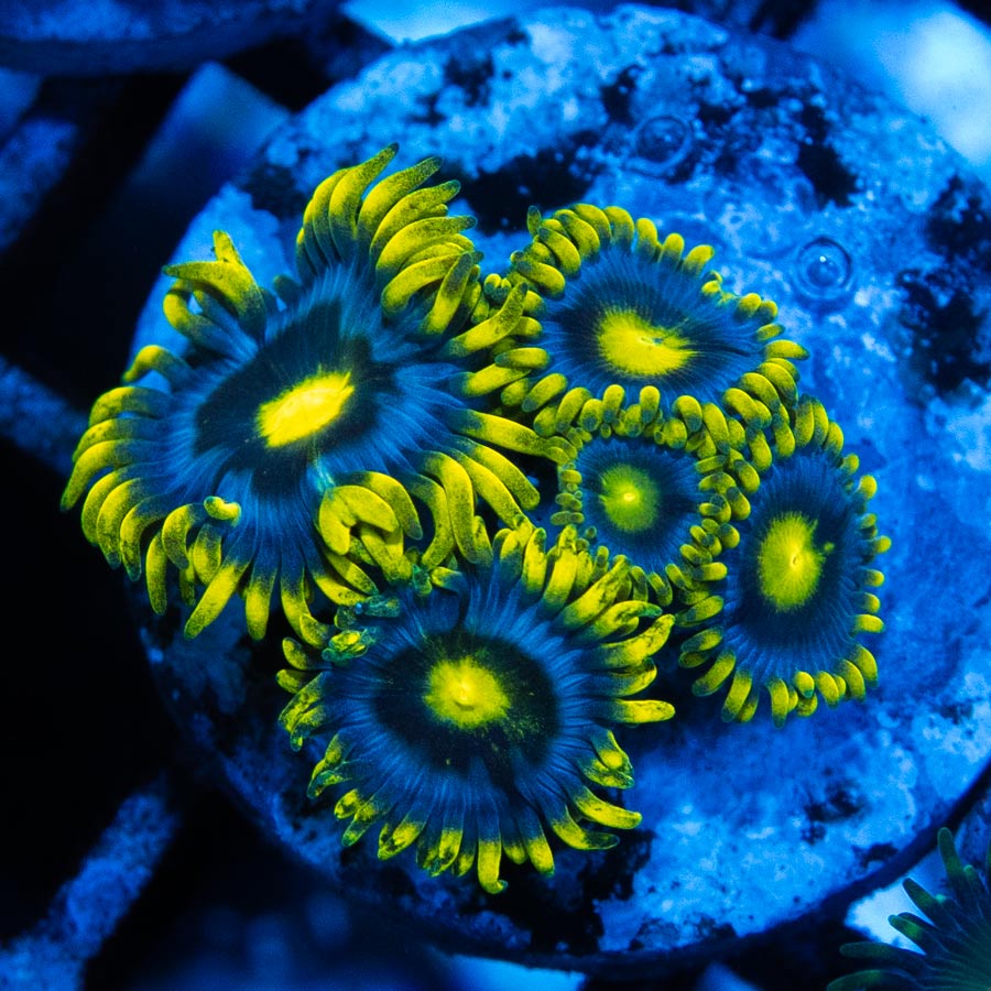SBM Zoanthus Blueberry Pie 6 pol