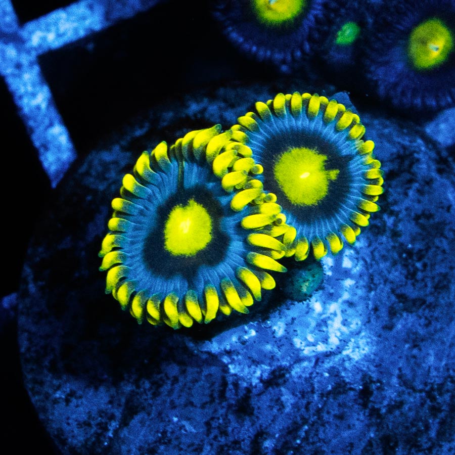SBM Zoanthus Blueberry Pie 2 pol