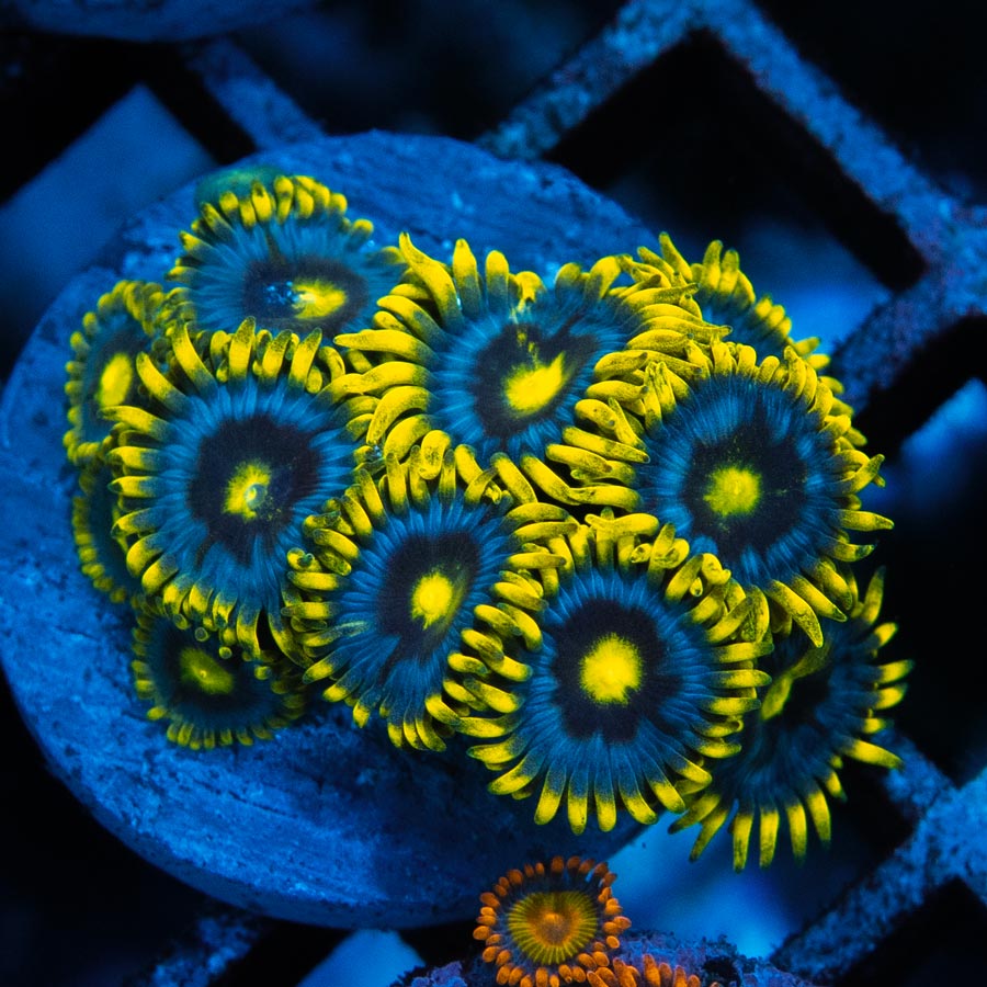 SBM Zoanthus Blueberry Pie 15 pol