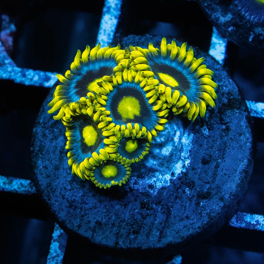 SBM Zoanthus Blueberry Pie 6 pol