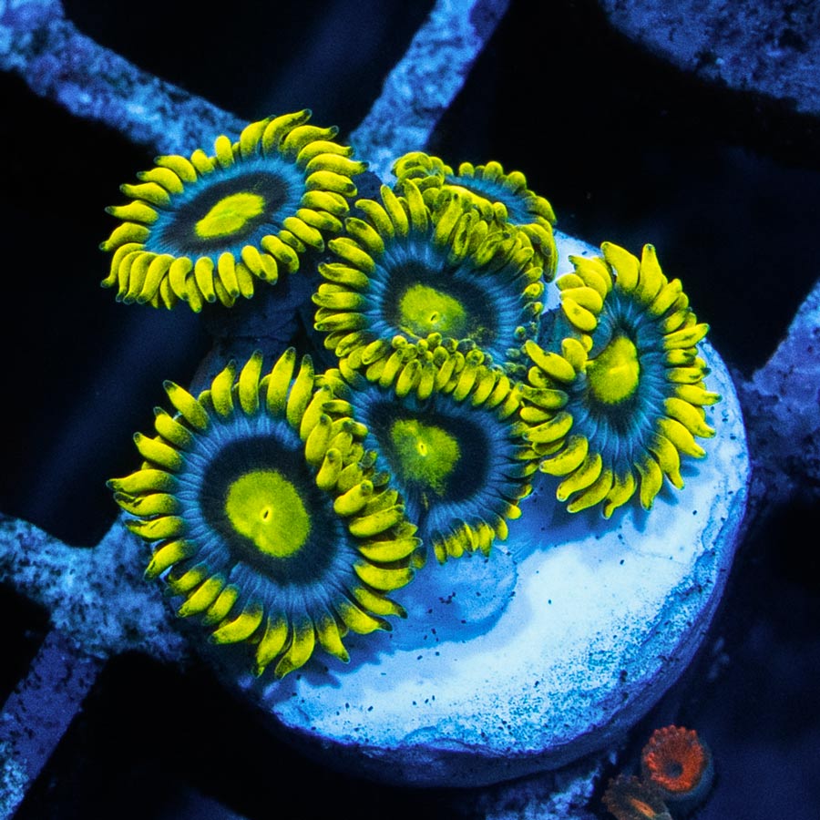 SBM Zoanthus Blueberry Pie 6 pol
