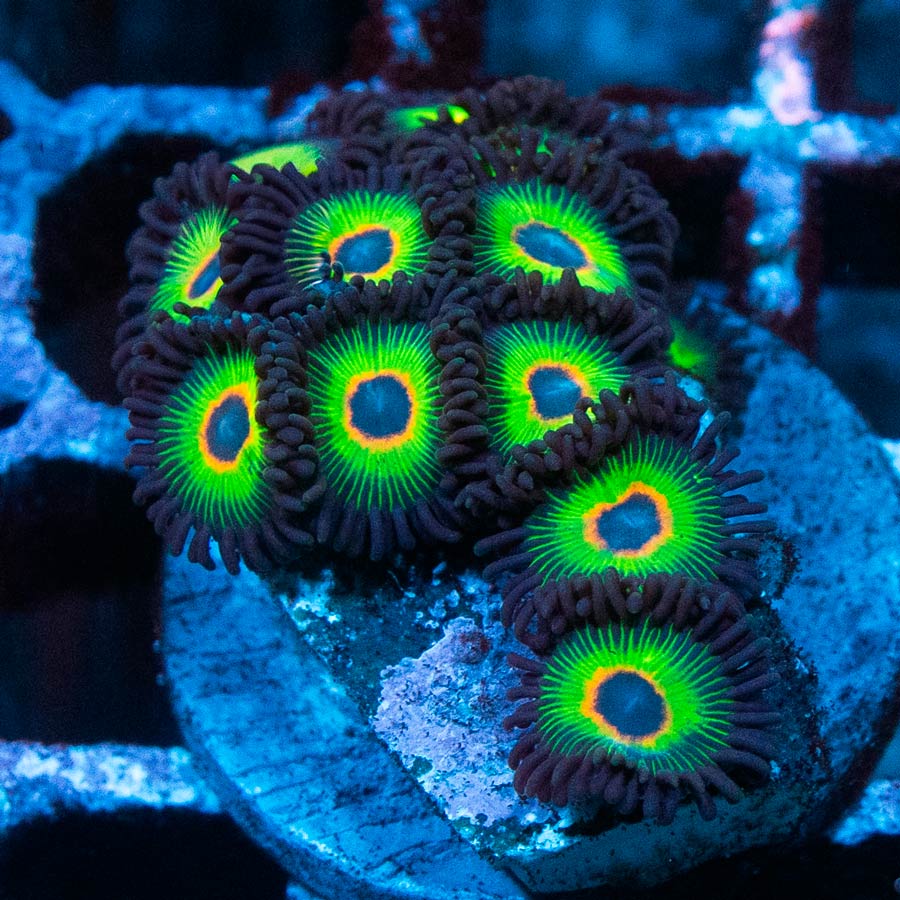 SBM Zoanthus Bob Marley