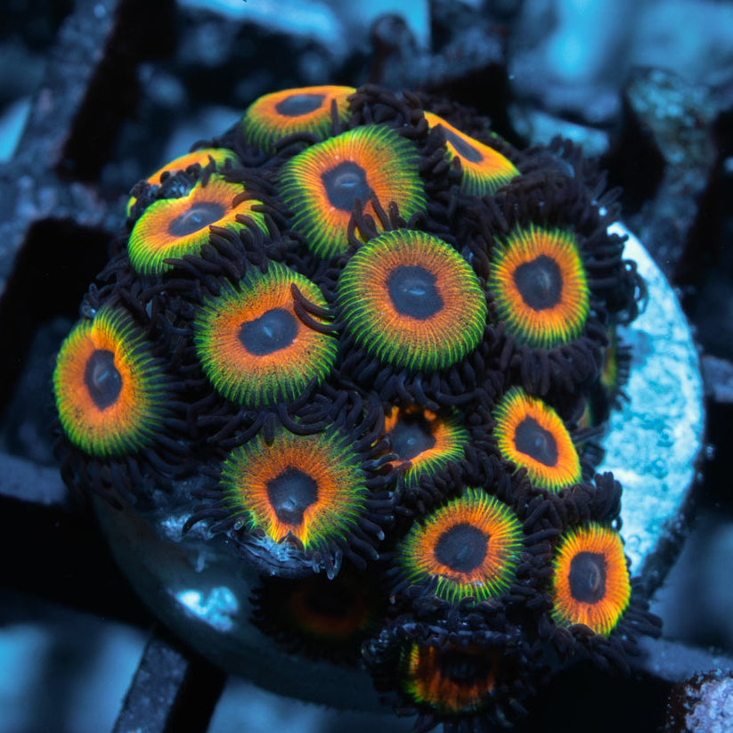 SBM Zoanthus Bob Marley 20 pol