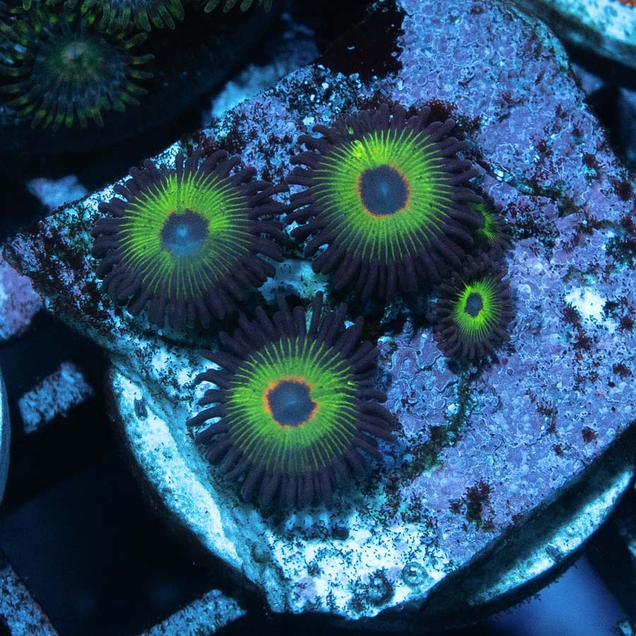 SBM Zoanthus Bob Marley