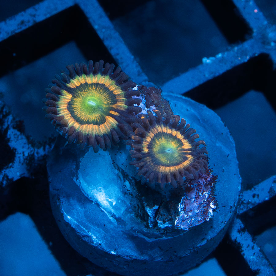 SBM Zoanthus Citrus Coolers