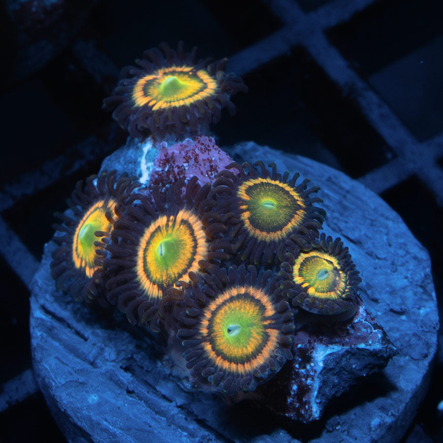 SBM Zoanthus Citrus Coolers