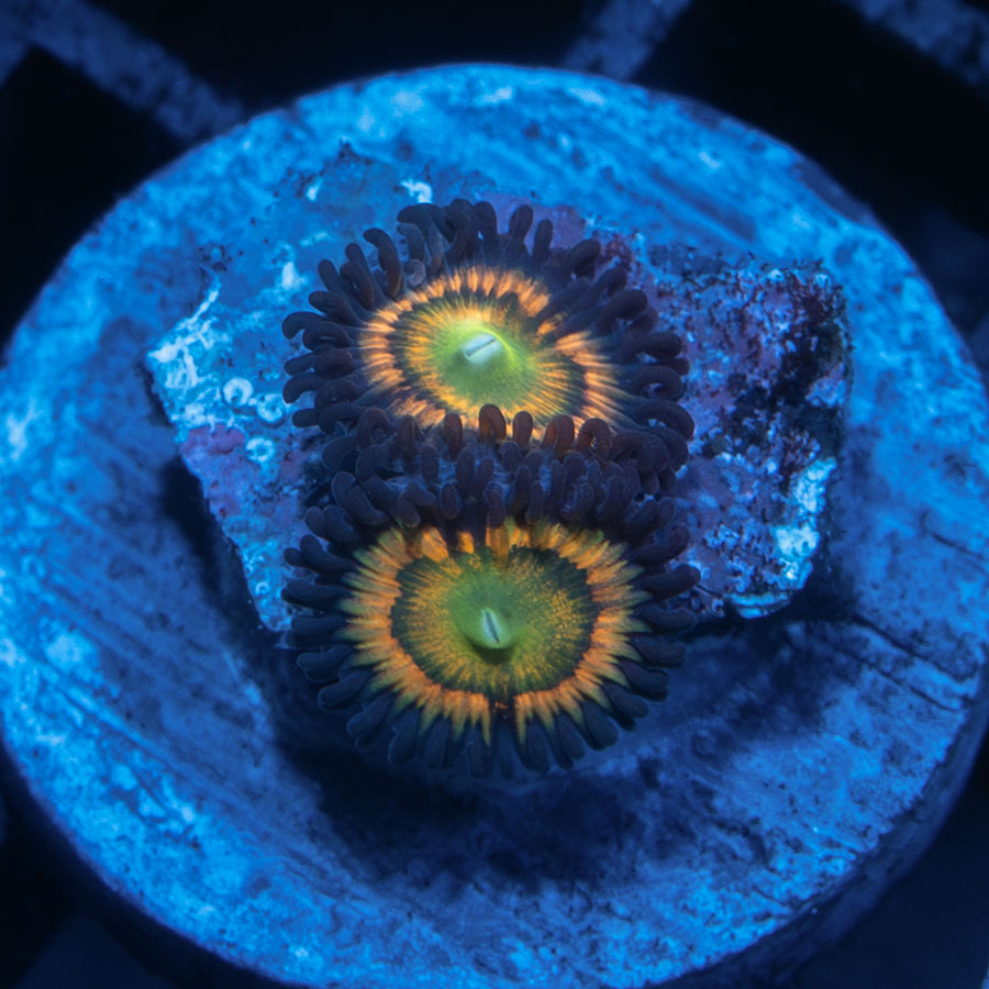 SBM Zoanthus Citrus Coolers