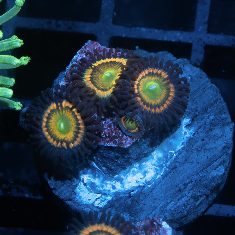 SBM Zoanthus Citrus Coolers