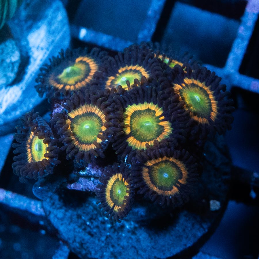 SBM Zoanthus Citrus Coolers 10 pol