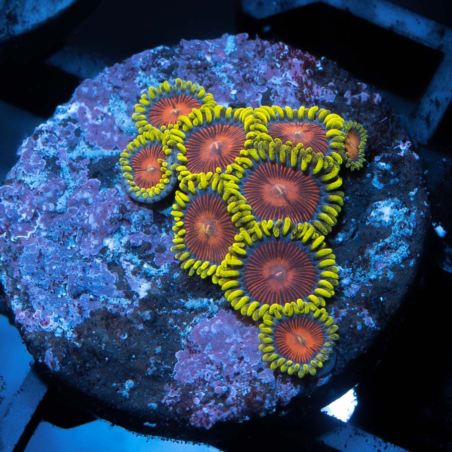 SBM Zoanthus Dragon Eyes