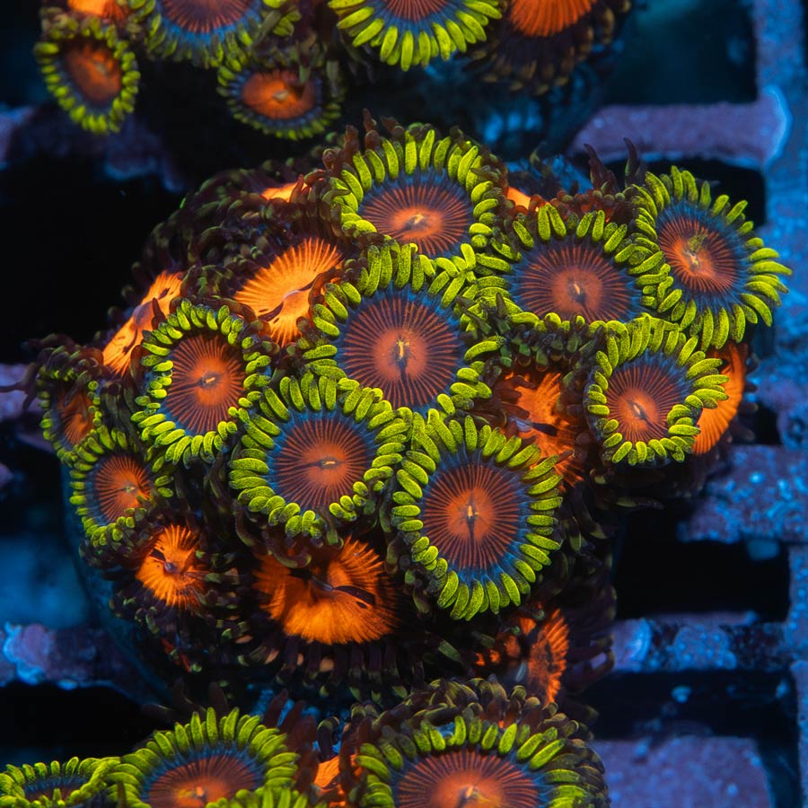 SBM MIX Zoanthus Dragon Eyes + Blood Sucker 25 pol