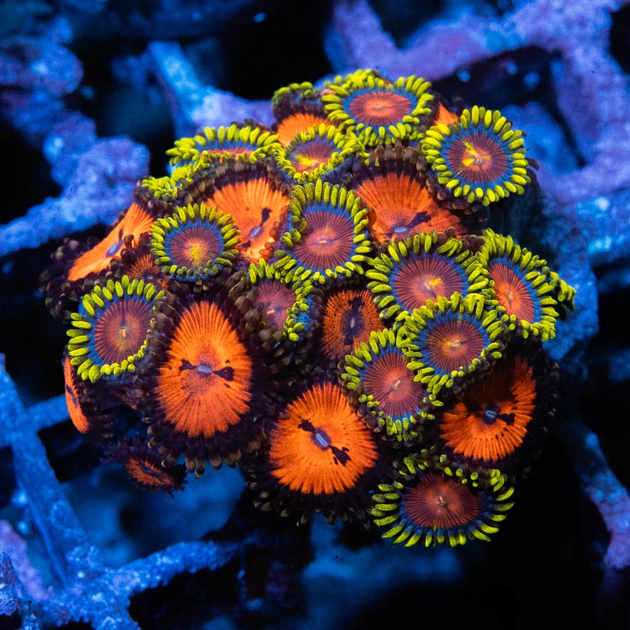 SBM Zoanthus Mix Dragon Eyes + Zoanthus Blood Sucker (±30 Pól)