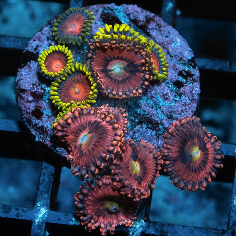 SBM Zoanthus PlayBoy + Dragon Eyes 10 pol