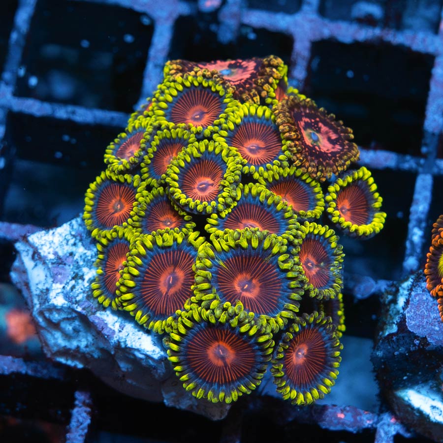 SBM Zoanthus Dragon Eyes + Space Chaos