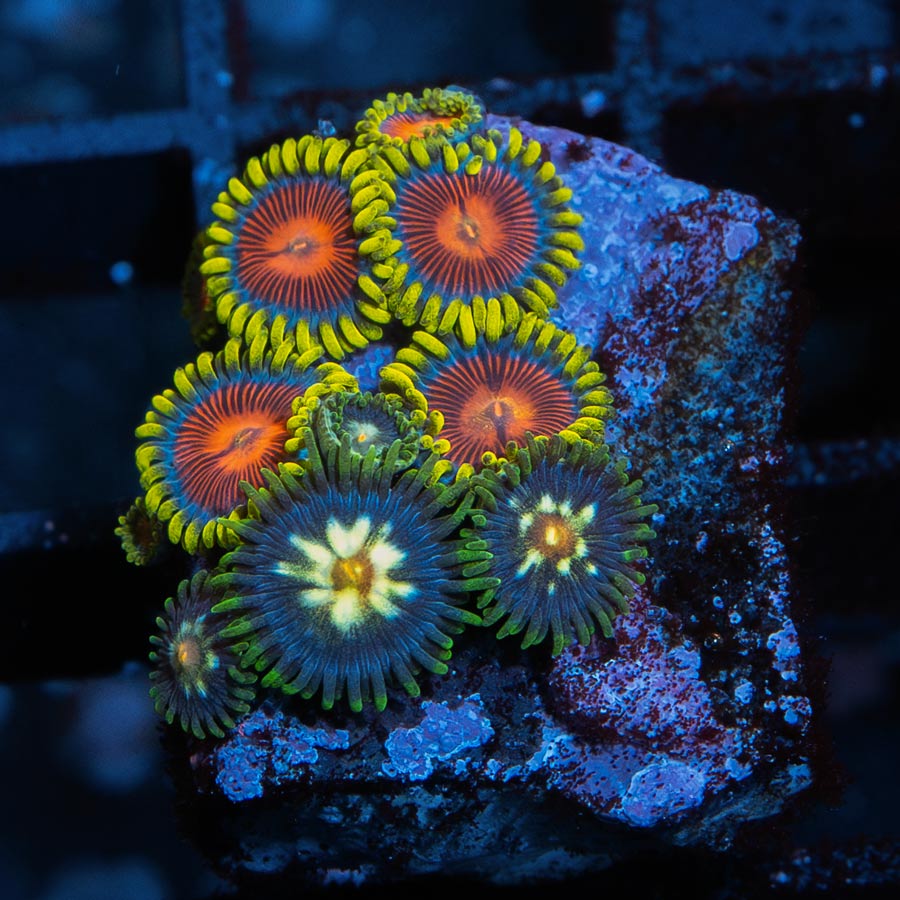 SBM Zoanthus Dragon Eyes + Stargazer