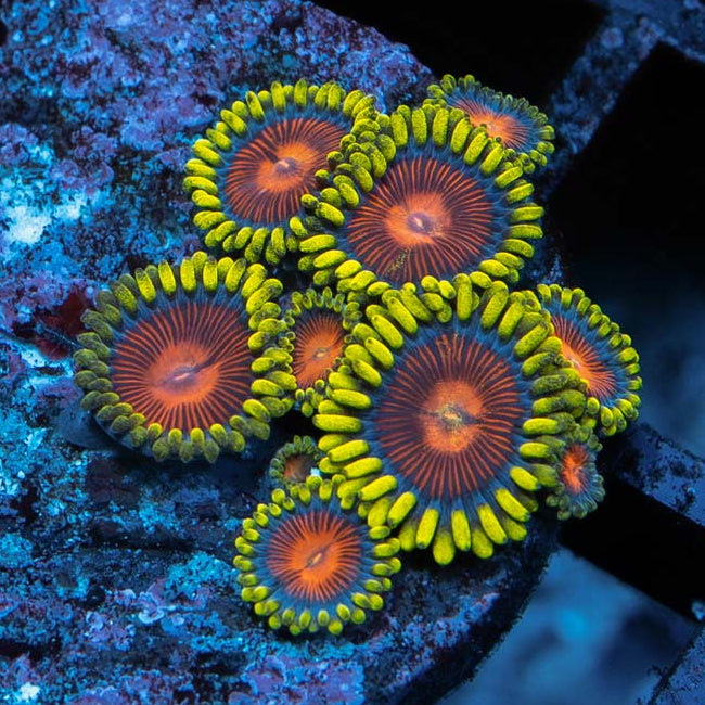 SBM Zoanthus Dragon Eyes 10 pol