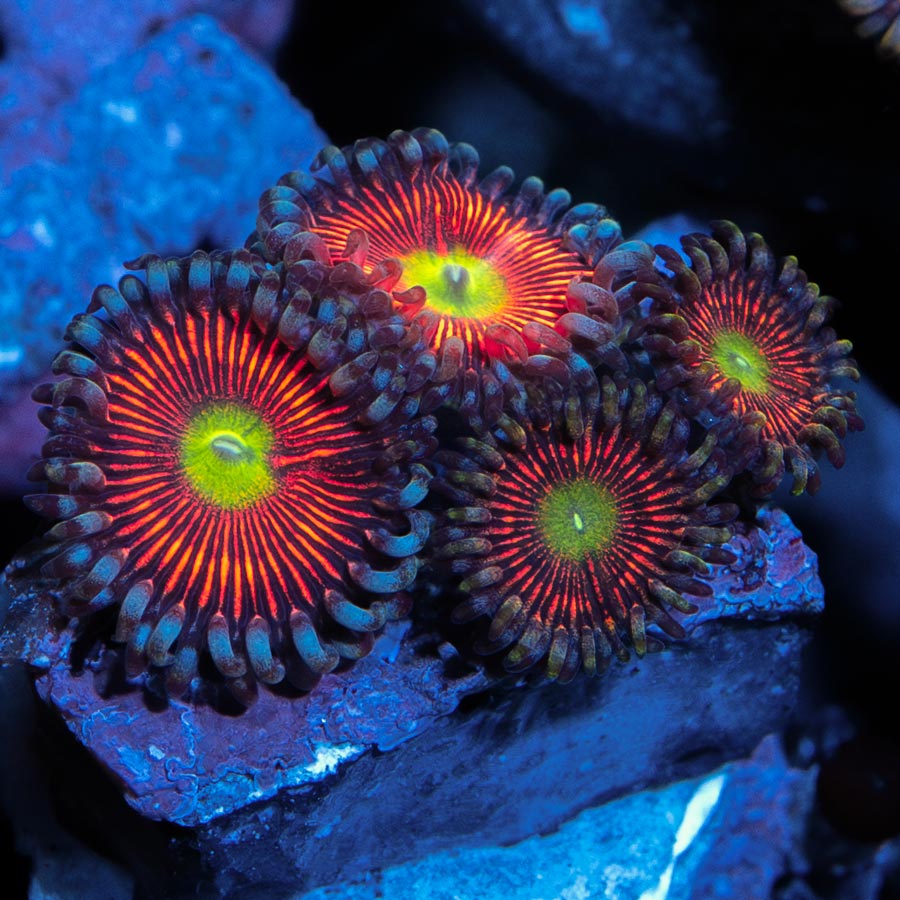 SBM Zoanthus Everlasting Gobstopper 4 pol