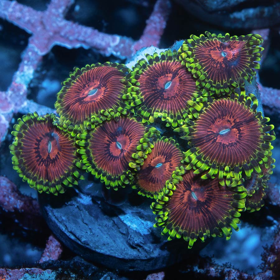 SBM Zoanthus Fake Chilli 20 pol