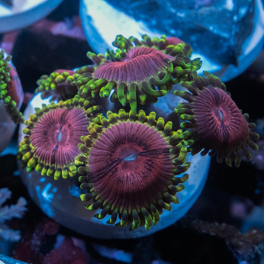 SBM Zoanthus Fake Chilli