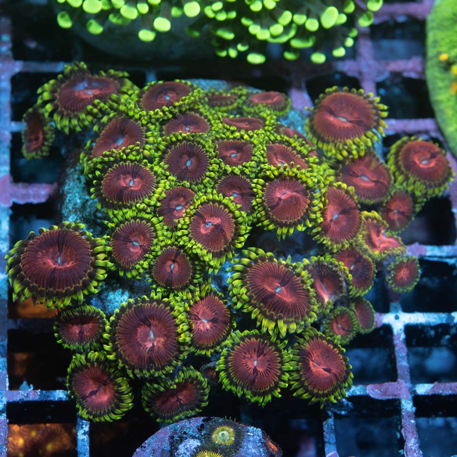 SBM Zoanthus Fake Chilli (colonia) 40 pol