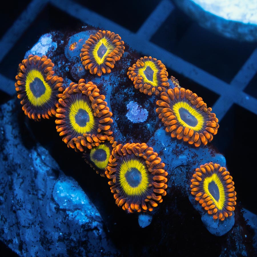 SBM Zoanthus Fruit Loops
