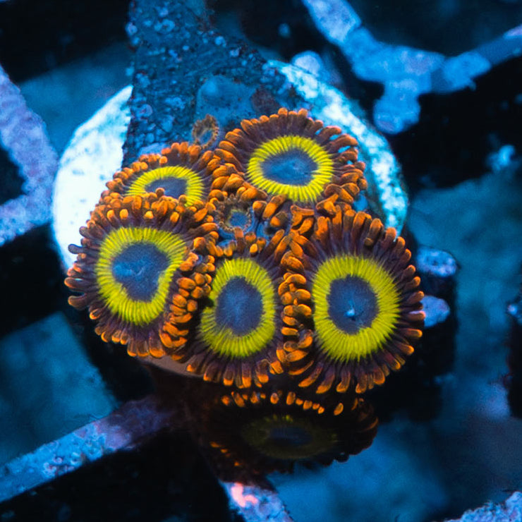 SBM Zoanthus Fruit Loops