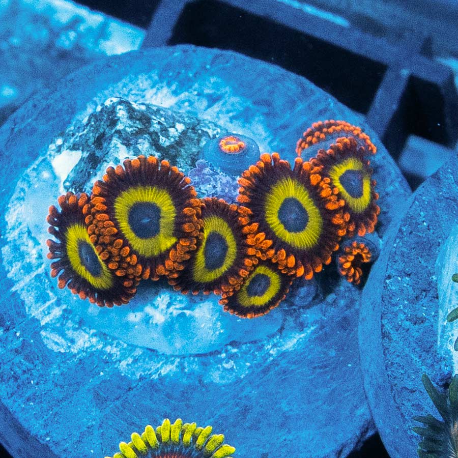 SBM Zoanthus Fruit Loops
