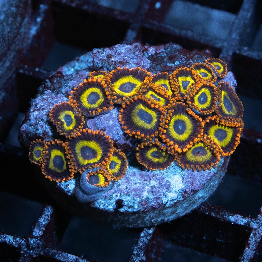 SBM Zoanthus Fruit Loops 20 pol