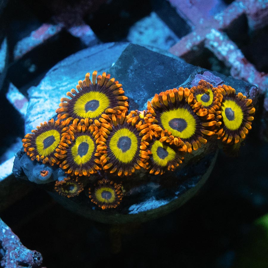 SBM Zoanthus Fruit Loops 10 pol