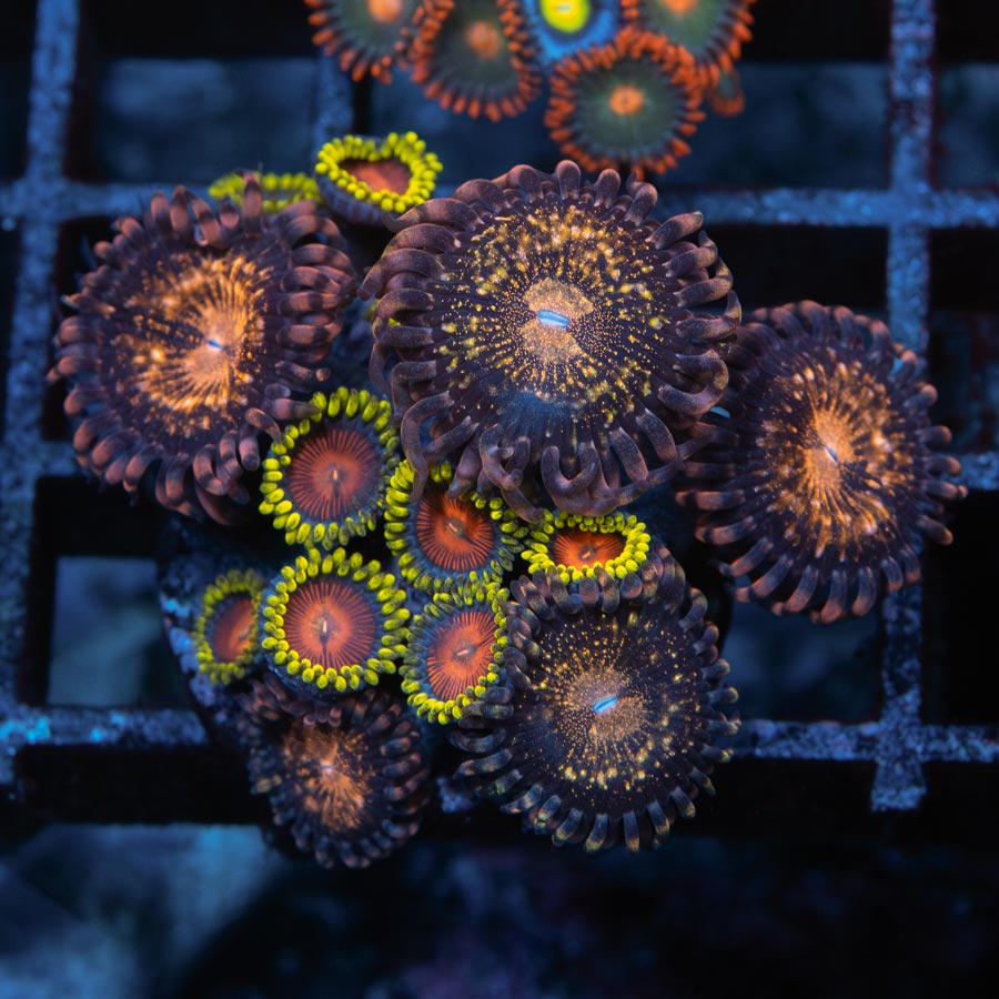 SBM Zoanthus Golden Galaxy + Dragon Eyes 15 pol