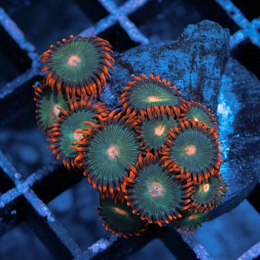 SBM Zoanthus Gatorade