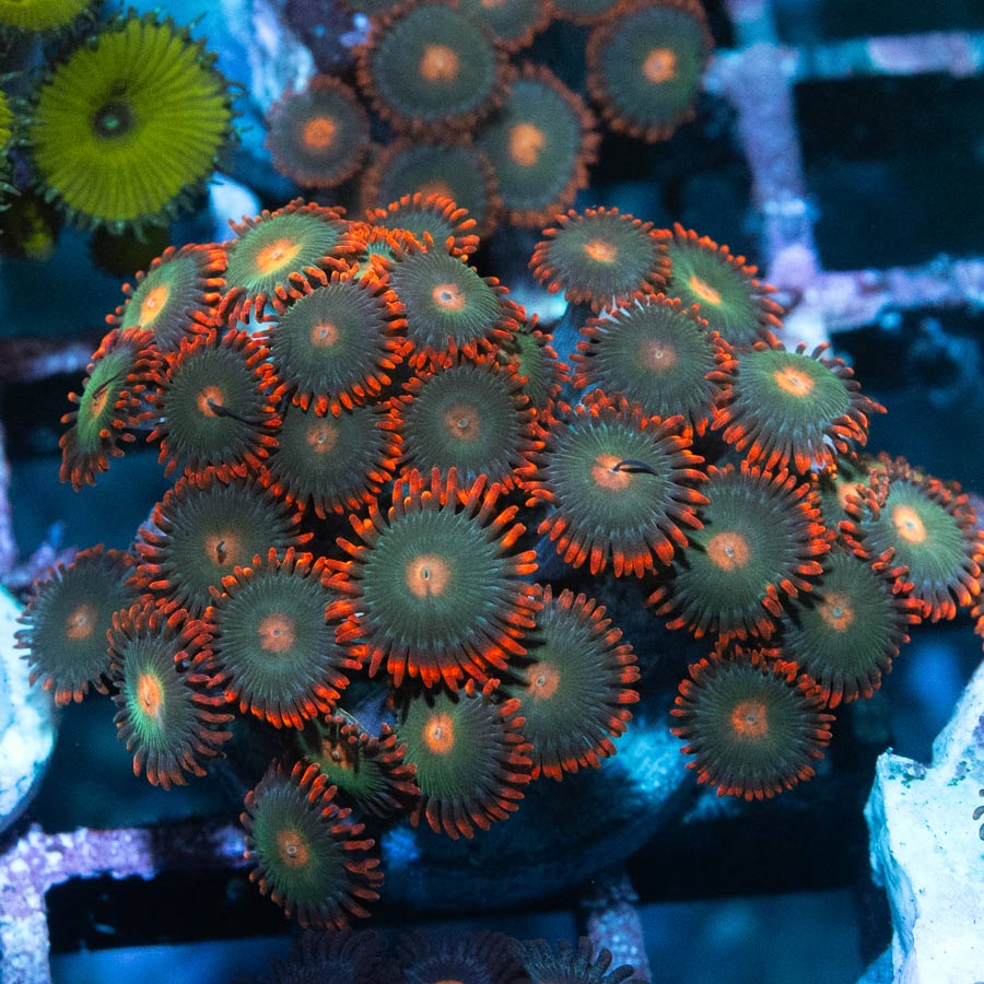 SBM Zoanthus Gatorade 30 pol colonia