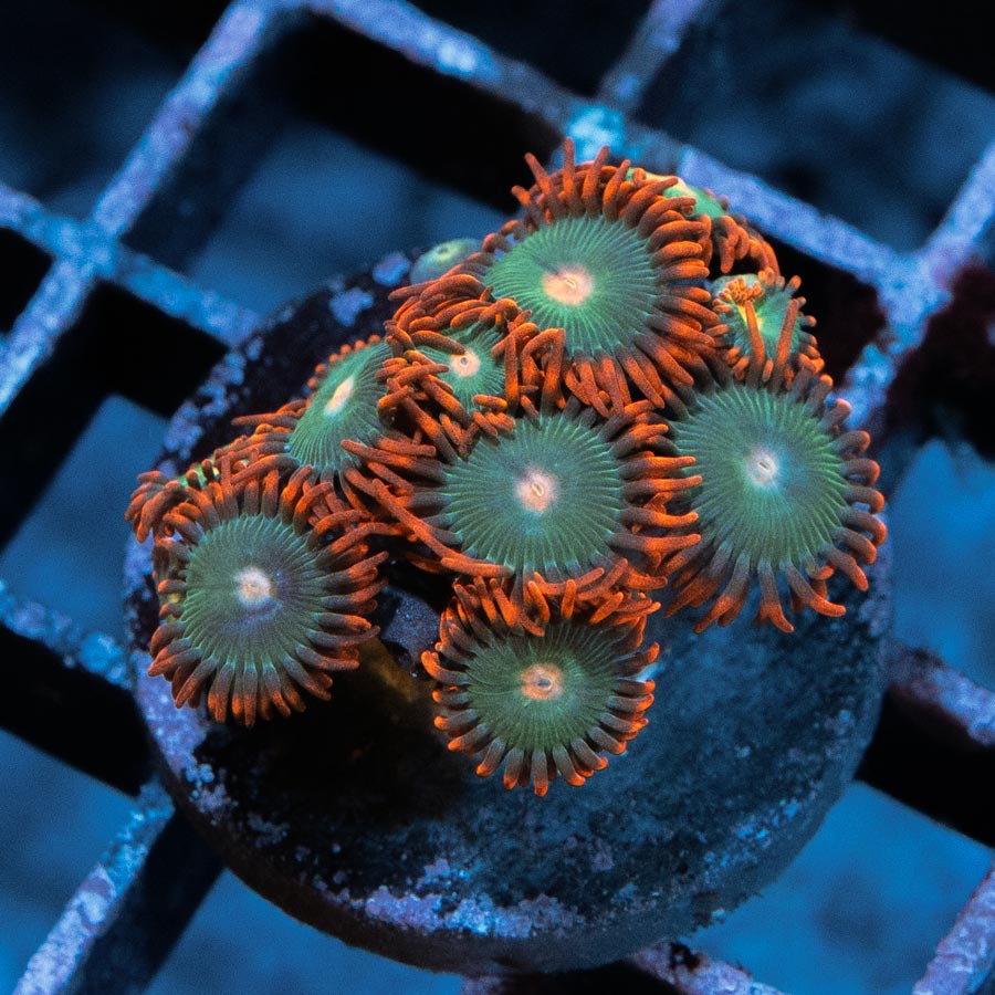 SBM Zoanthus Gatorade