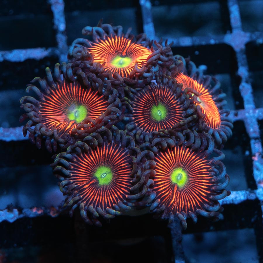 SBM Zoanthus Gobstopper