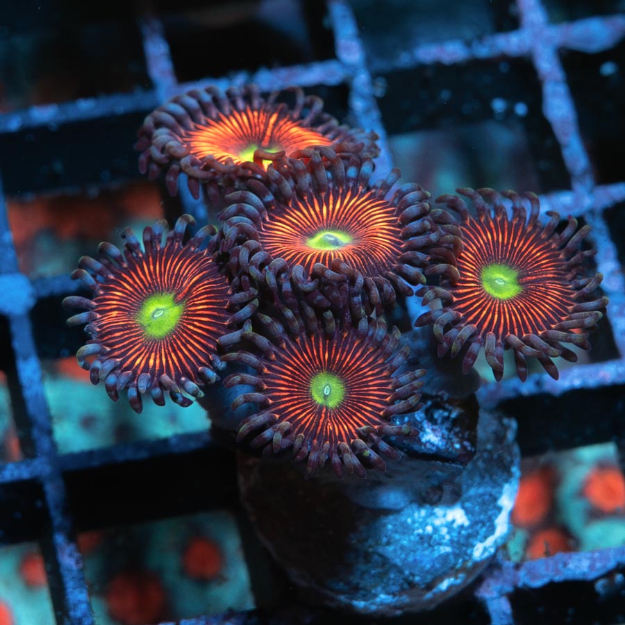 SBM Zoanthus Gobstopper