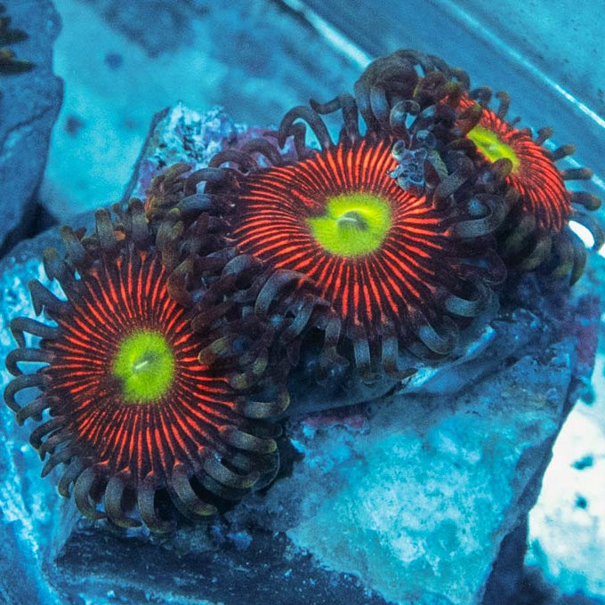 SBM Zoanthus Everlasting Gobstopper 5 pol