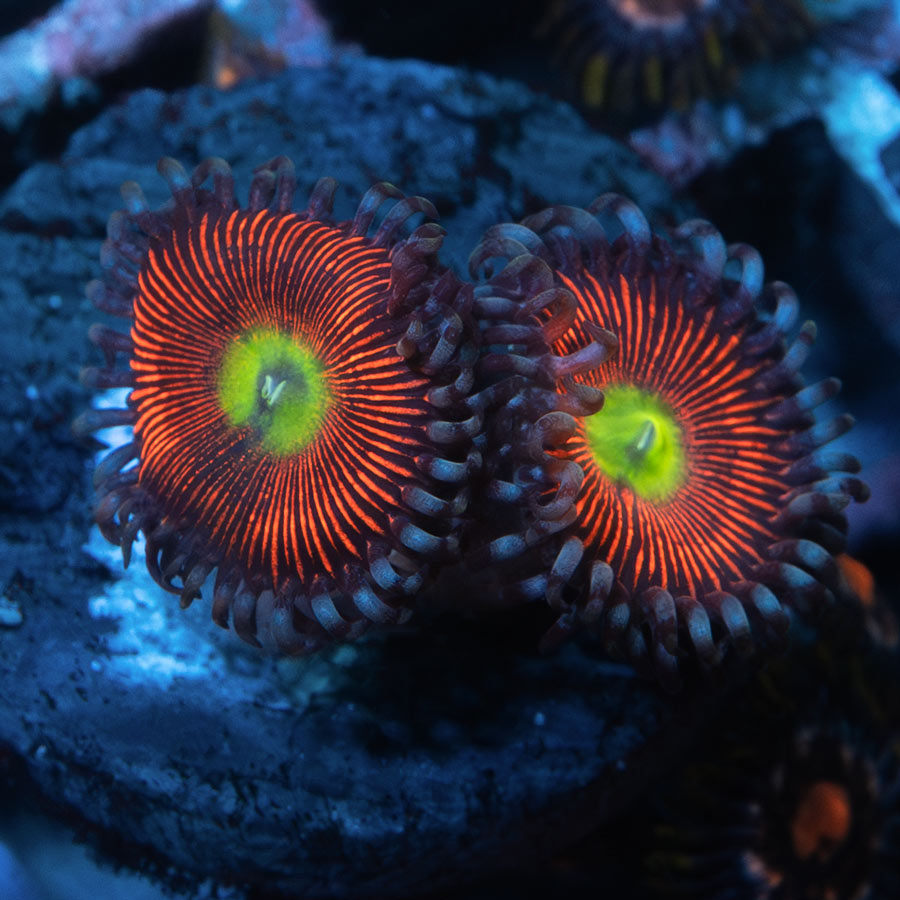 SBM Zoanthus  Everlasting Gobstopper