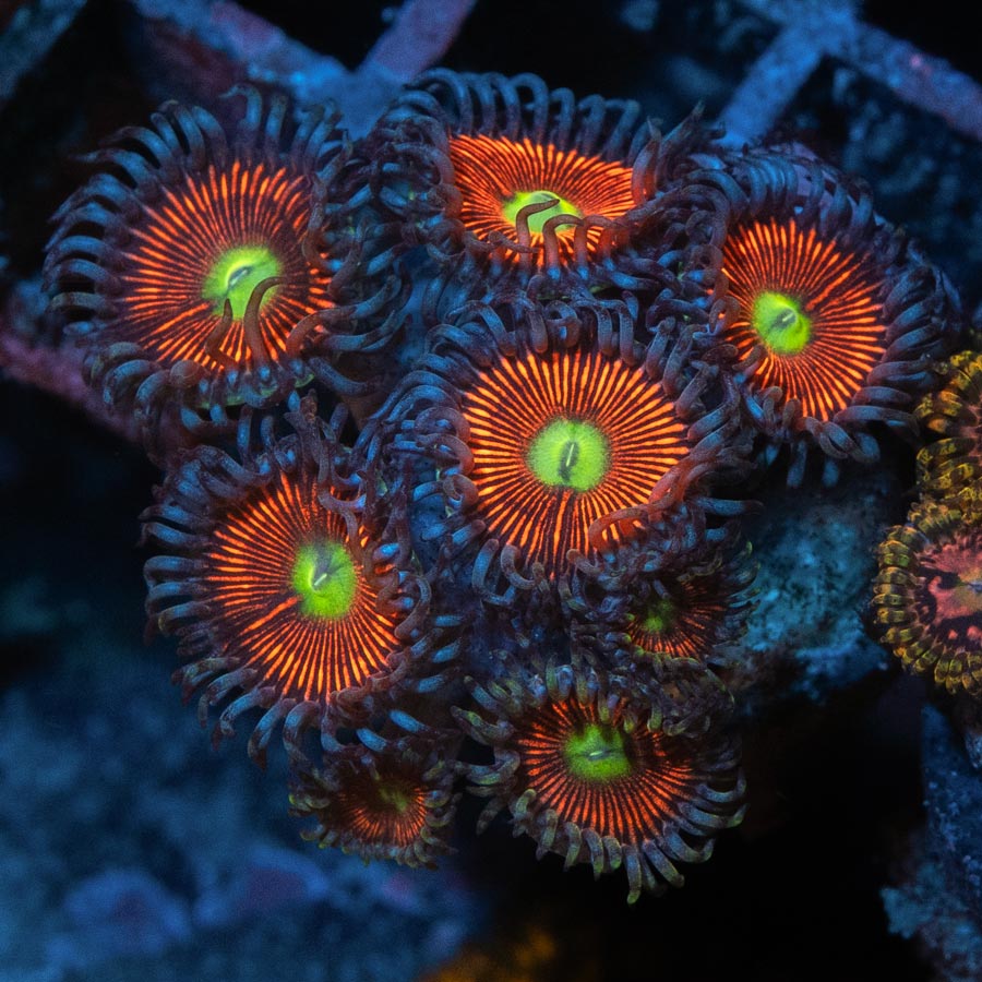 SBM Zoanthus Everlasting Gobstopper 10 pol