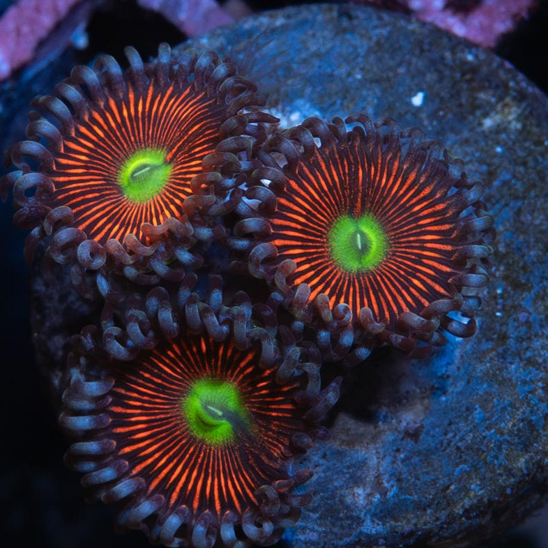SBM Zoanthus  Everlasting Gobstopper 3 pol