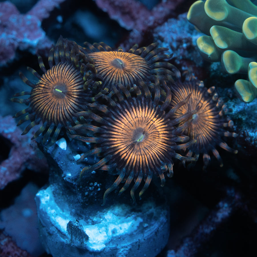 SBM Zoanthus Golden Touch 10 pol