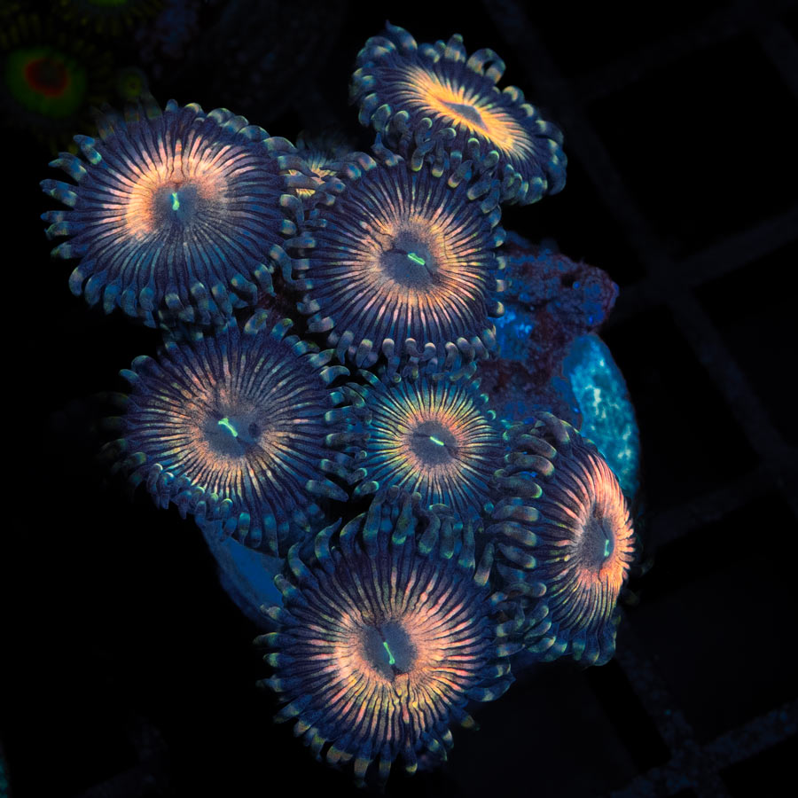 SBM Zoanthus Golden Touch 8 pol