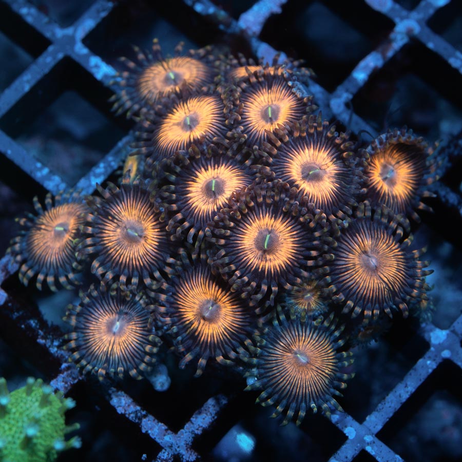 SBM Zoanthus Golden Touch 20 pol