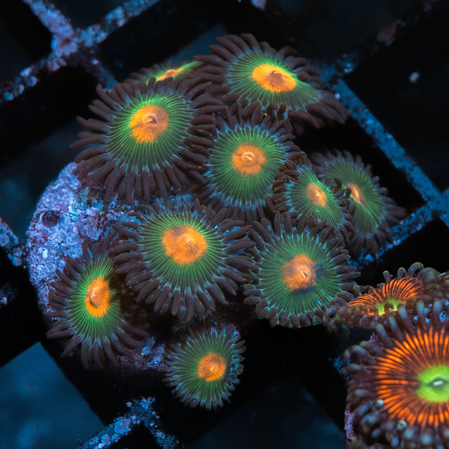 SBM Zoanthus Blow