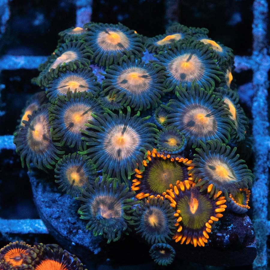 SBM Zoanthus Gorilla Nipples + Orange Mandarin