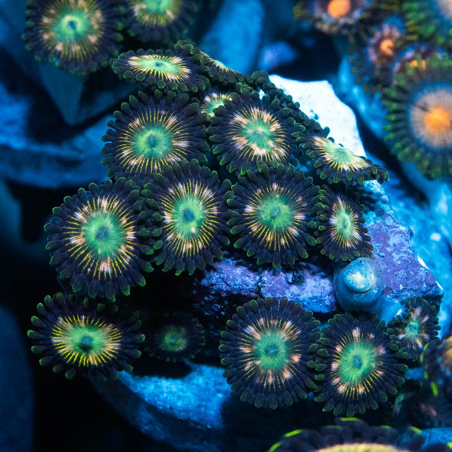 SBM Zoanthus Green Lantern