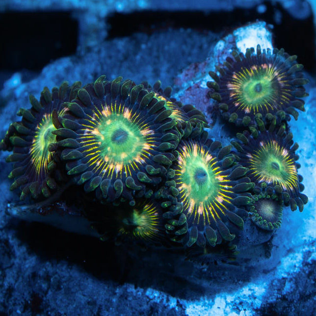 SBM Zoanthus Green Lantern 8 pol