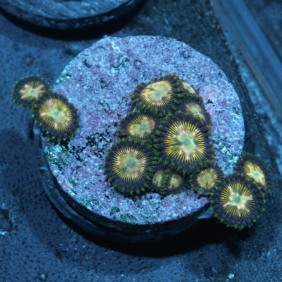 SBM Zoanthus Green Lantern